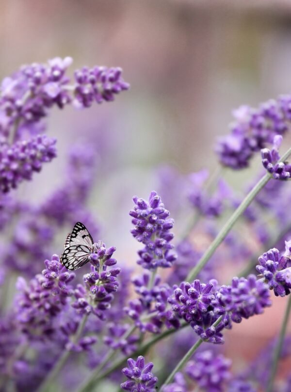butterfly-5256271_1280 Mindful Leven